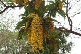 Image result for Cassia ferruginea