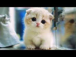 We have an extensive collection of amazing background images carefully chosen by. Super Cute Kittens In The World Cute And Funny Baby Cat Compilation Youtube