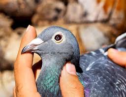 100 Jan Aarden Pigeonspigeonphotophotography Eyeeyeslovebirdbirdsuaeiranlarlarestandubaianimalanimals For Ers Ultra Violet Popular Pins Damaged Skin
