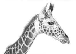 People can't take digital tablets on the road with them and do sketches whenever they feel like it. Animal Drawings By Angela Of Pencil Sketch Portraits