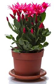Antes de explicarte cómo hacer florecer el cactus de navidad (schlumbergera bridgesii) me gustaría compartirte 3 detalles de su floración. Como Hacer Florecer Un Cactus Flores Exoticas Cactus Orquidea Suculentas Colgantes