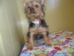 52 likes · 71 talking about this. Yorkie Poo Rescue Nj Pets Lovers