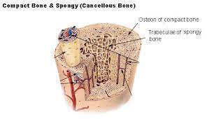 There are trabeculae in spongy bone which gives its sponge like appearance. In A Cross Section Of A Bone You Can Usually See Two Types Of Bone Tissues What Are These Called Socratic