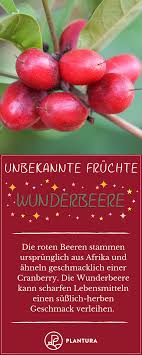 5 Fruchte Von Denen Sie Garantiert Noch Nichts Gehort Haben Plantura Fruchte Beeren Rote Beeren