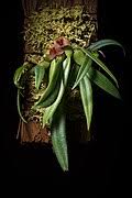 Image result for Bulbophyllum oreonastes