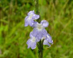 Image result for Stachytarpheta urticifolia
