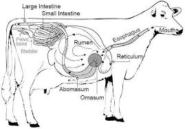 A Diagram Of The Cow Digestive System Large Animal Vet Animal Medicine Cattle