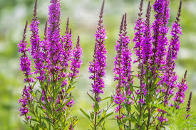 Image result for Lythrum