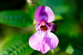 Image result for Thunbergia vogeliana