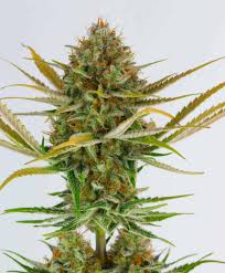 Image result for Silver Haze 1968 Imperial