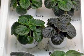 Feb 07, 2021 · uswildflowers database state list for michigan. Chimera African Violet Sweet Which Is Really Sweet Chimeraav Com