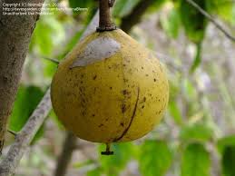 Image result for Oncoba