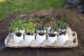 How we use eggshells in our garden (eggshell calcium) online, article, story, explanation, suggestion, youtube. How To Use Eggshells In The Garden Gardener S Path