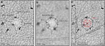 Image result for Distephanus