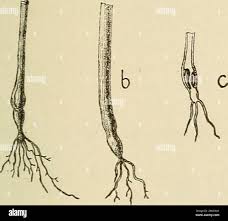 Image result for Aristida scabrivalvis