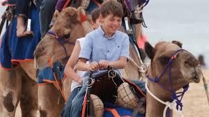 How to obtain a miniature elephant. All Purpose Camel Saddle Camel Connection
