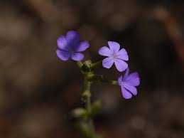 Image result for Buchnerodendron