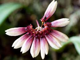 Image result for Bulbophyllum comatum