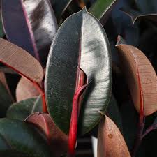 Image result for F kus Ficus