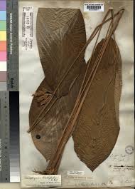 Image result for Sarcophrynium brachystachyum