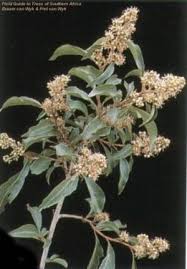 Image result for Heteropyxis natalensis