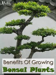 Lace rock plantings ~ bonsai stands & slabs. Benefits Of Growing Bonsai Plants In Your Home Mom Does Reviews