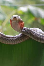 Philippine Cobra Naja Philippinensis Venomous The Philippine Cobra Is A Stocky Highly Venomous Spitting Regions Of The Philippines Northern Region Palawan
