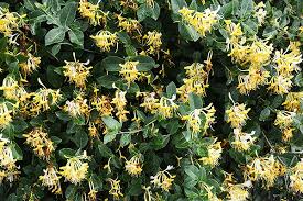 Image result for Lonicera confusa