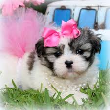Mini dachshund breeder mini dachshund puppies for sale louisiana dachshund breedcer dapple dachshunds for sale smooth coat mini dachshunds. Designer Dog Breeds For Sale At Princess Puppies