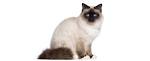 Available Birman Kittens For Sale & Cats For Adoption
