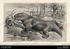 Image result for Pareiasaurus