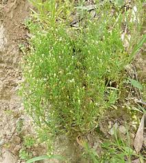 Image result for Erigeron canadensis