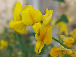 Image result for Crotalaria oocarpa