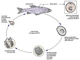 Management For Freshwater Fish Culture
