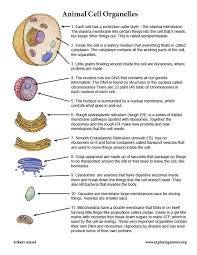Cell Organelles Cell Organelles Science Cells Organelles