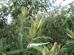 Image result for Croton steenkampianus