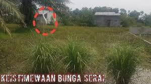 Untuk menangkal ilmu hitam dan bisa menetralisir energi negative di sekitar rumah. Pemetikan Kembang Serai Dan Khasiatnya