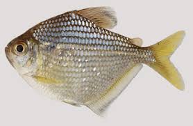 Image result for Memecylon rovumense