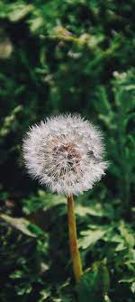 Samsung Galaxy A70 Wallpapers In 2020 Grass Wallpaper Dandelion Flower Wallpaper