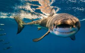 Image result for Shark