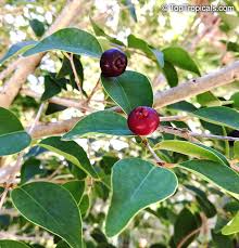 Image result for Eugenia aschersoniana