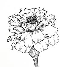 Today i will be drawing marigold it's a very easy drawing tutoriali hope you enjoy this video_____name: Drawing Marigolds Google Search Flower Drawing Doodle Art Flowers Flower Sketches
