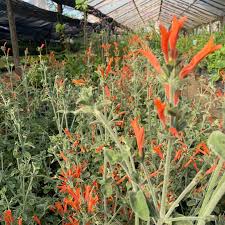 Image result for Dicliptera sericea