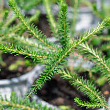 Image result for Phylica ericoides