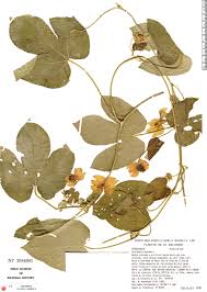 Image result for Dalechampia scandens