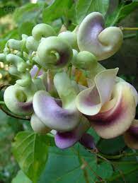Vigna Caracalla Corkscrew Vine Unusual Flowers Beautiful Flowers Planting Flowers