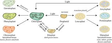 What Is The Function Of Leucoplast?A. To Store Starch Grains, Oil Drops And  Protein Granulesb. To Store Nucleoproteinc. To Store Glycoproteind. To  Synthesize Glycogen