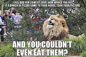 Pin By Jan Scheffert Wolken On Hmmmmm Just Thoughts Funny Lion Funny Animal Memes Funny Pictures