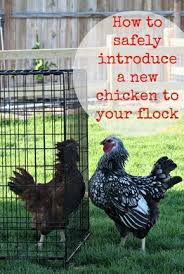 How To Introduce A New Chicken Into Your Existing Flock Pet Chickens Chickens Chicken Coop