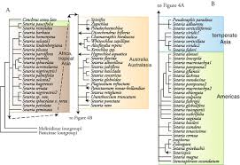 Image result for Setaria lindenbergiana
